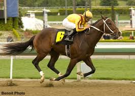Laser Therapy for Equine Athletes
