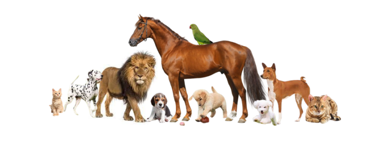 Veterinary laser therapy