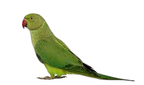 Laser therapy for avian