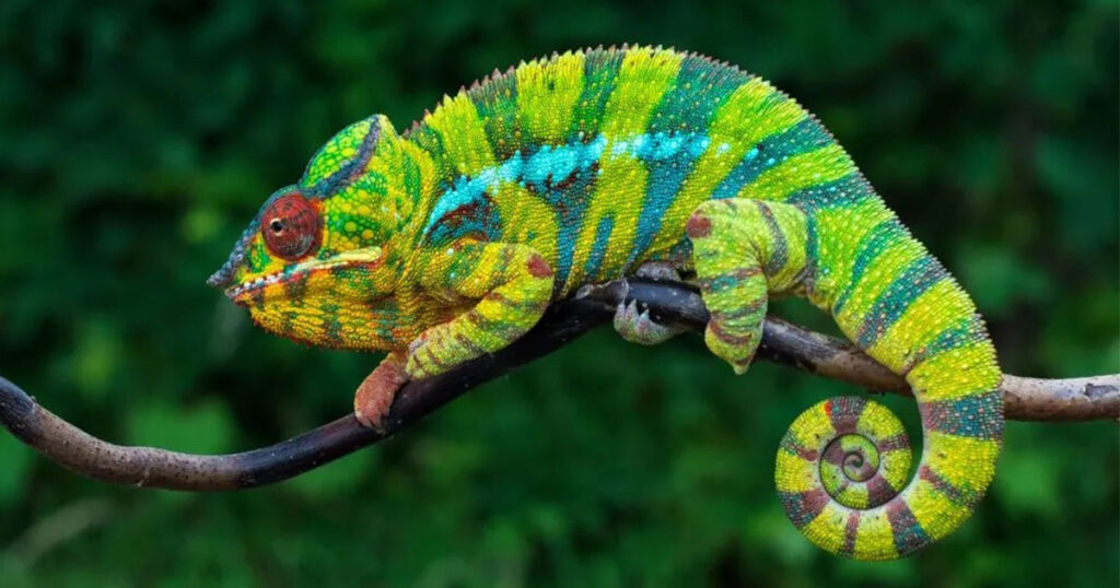 Laser therapy for Reptiles