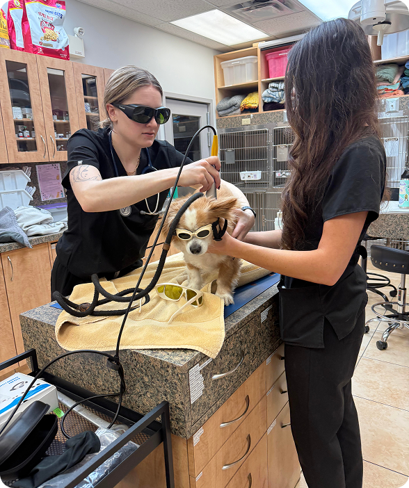 Laser therapy for dogs