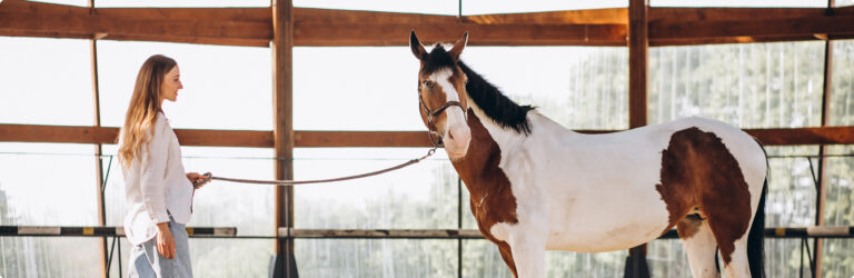 Equine laser veterinary