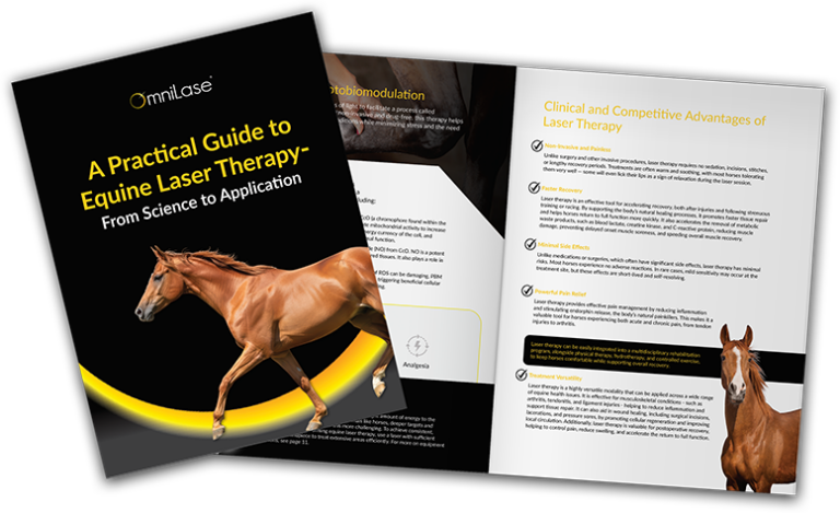 Equine laser therapy