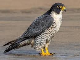 Laser therapy falcon