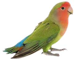 Lovebird_laser therapy