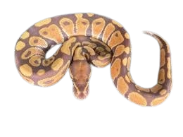 Coiled snake with brown and tan patterned body on a black background, head near the center of the coil.