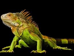 Laser therapy of green iguana