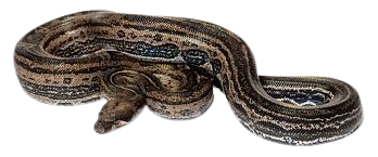 Coiled brown patterned snake resting on a light background.