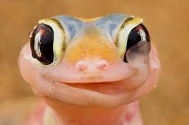 Reptiles laser therapy