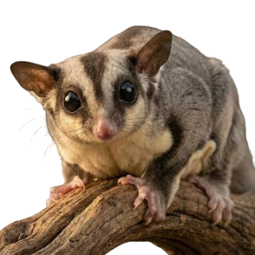 Exotic mammals laser therapy