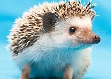 Hedgehog laser therapy