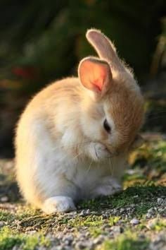 A small fluffy cream-colored rabbit sitting on a sunlit ground, with ears upright and paws tucked under.